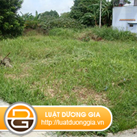 Co-duoc-doi-lai-dat-da-tang-cho