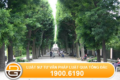Hoi-ve-cac-truong-hop-duoc-phep-chat-ha-cay-xanh-do-thi