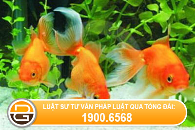 Quy-dinh-ve-xuat-nhap-khau-ca-canh