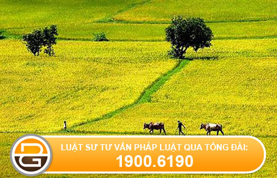 Tranh chấp đất đai thuộc thẩm quyền của Tòa án cấp huyện