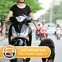 Xu-phat-hanh-vi-dat-suc-vat-di-khi-dang-dieu-khien-xe.gif