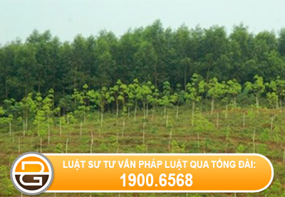 co-duoc-xay-dung-tren-dat-trong-cay-lau-nam-khong-