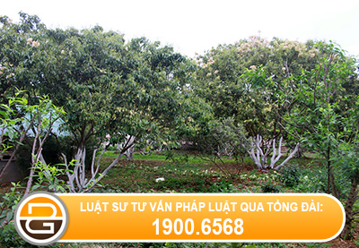 giai-quyet-tranh-chap-dat-dai-tu-nam-1974