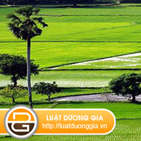 giai-quyet-viec-xay-dung-trai-phep-tren-dat-nguoi-khac