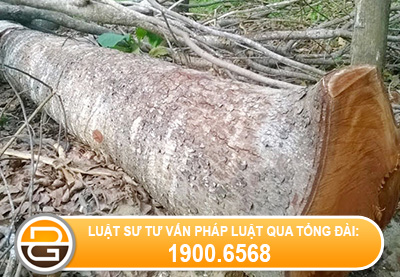 lam-hang-rao-tren-vuon-co-bi-xu-phat%282%29