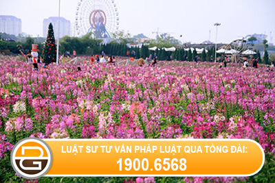 pha-hoai-hoa-mau-co-bi-truy-cuu-trach-nhiem-hinh-su