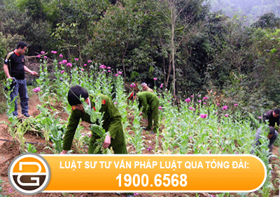 truy-cuu-trach-nhiem-hinh-su-doi-voi-hanh-vi-trong-cay-thuoc-phien-2.gif
