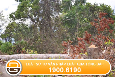 Vi phạm quy định về chi trả dịch vụ môi trường rừng